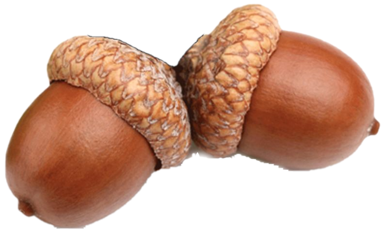 Acorn Logo
